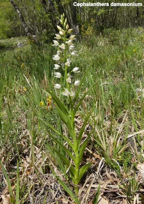 Le orchidee di Vallepietra nel Parco Naturale dei Monti Simbruini (Roma).